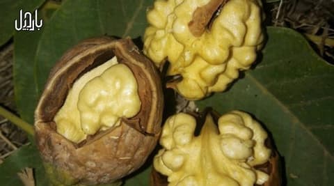 تصویر 2 از قیمت گردوممتاز+ خرید باور نکردنی